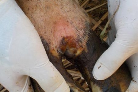 Image of hoof with blister