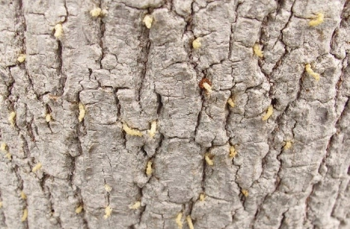 Another image of excessive frass. It resembles textured, short yellow noodles coming out from the tree bark.