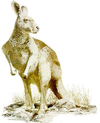 Red Kangaroo 