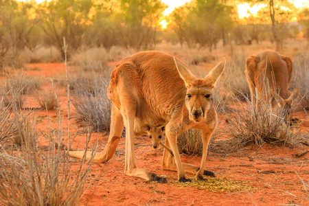 Red Kangaroo 