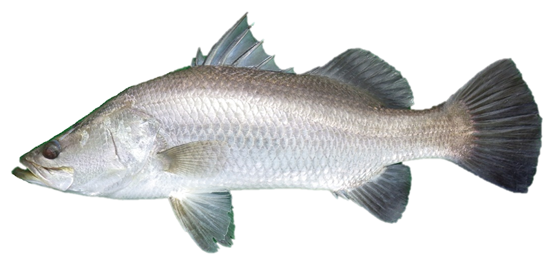 Barramundi