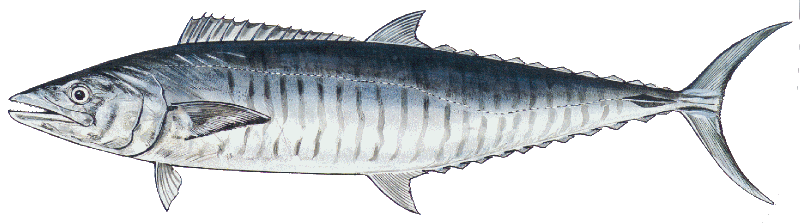 Mackerel Spanish