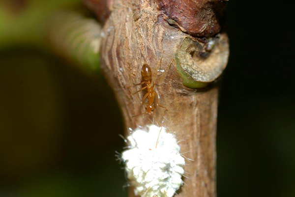 Yellow crazy ant