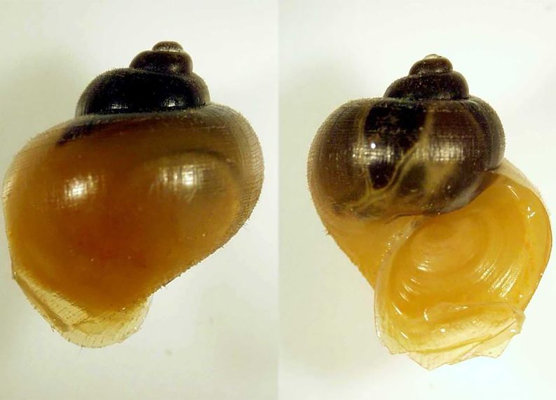 American ribbed fluke snail - pomacea bridgesii