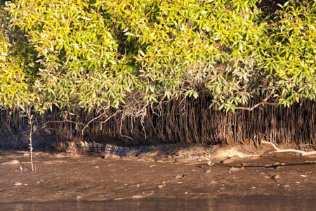 Camouflaged crocodile:The colouring of a crocs body allows them to camouflage into their surroundings really well.