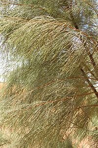 Athel pine - leaves