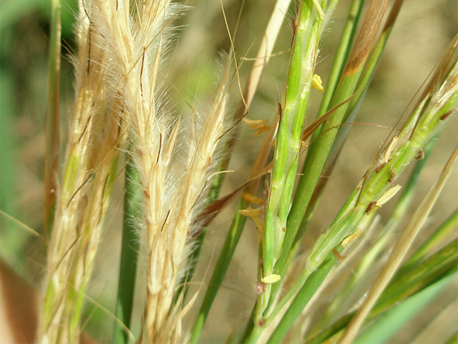 Gamba grass - seed heads