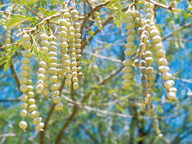 Prickly acacia - fruit and seeds