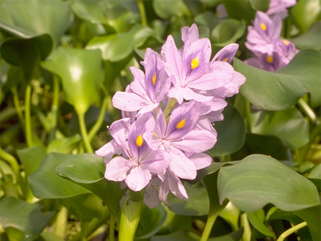 water hyacinth - flowers