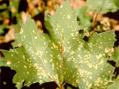 Puccinia xanthii - Rust affecting a noogoora burr leaf