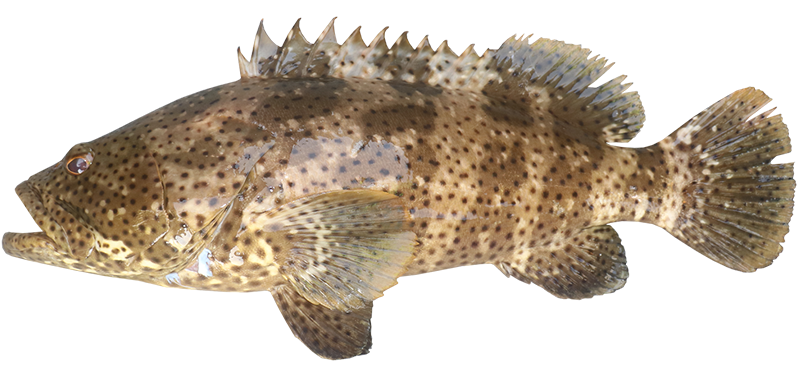 Rockcod blackspotted