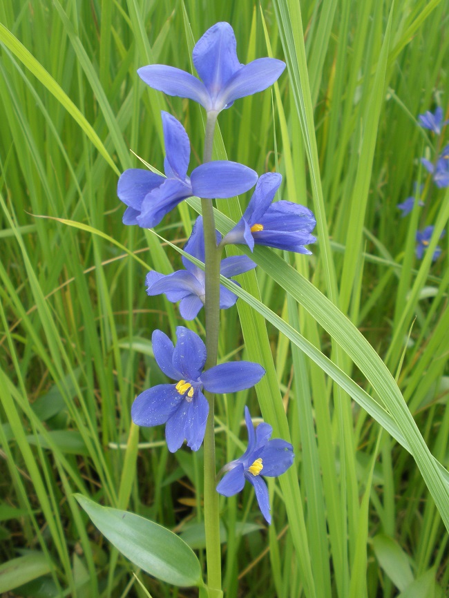 Monochoria - flowers and stem