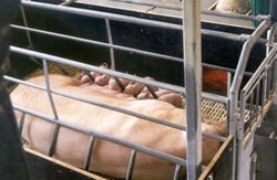Adult pig with piglets shown inside a farrowing pen