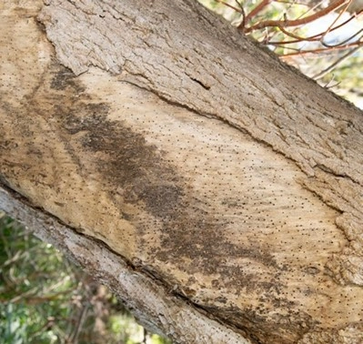 Image of a large tree branch with hundreds of small entrance holes created by the beetle. The holes can be hard to spot.