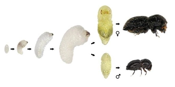 Image shows the life cycle of a PSHB beetle, from an egg to larvae to pupa to adult female and male forms. Physical descriptions of each stage are below.