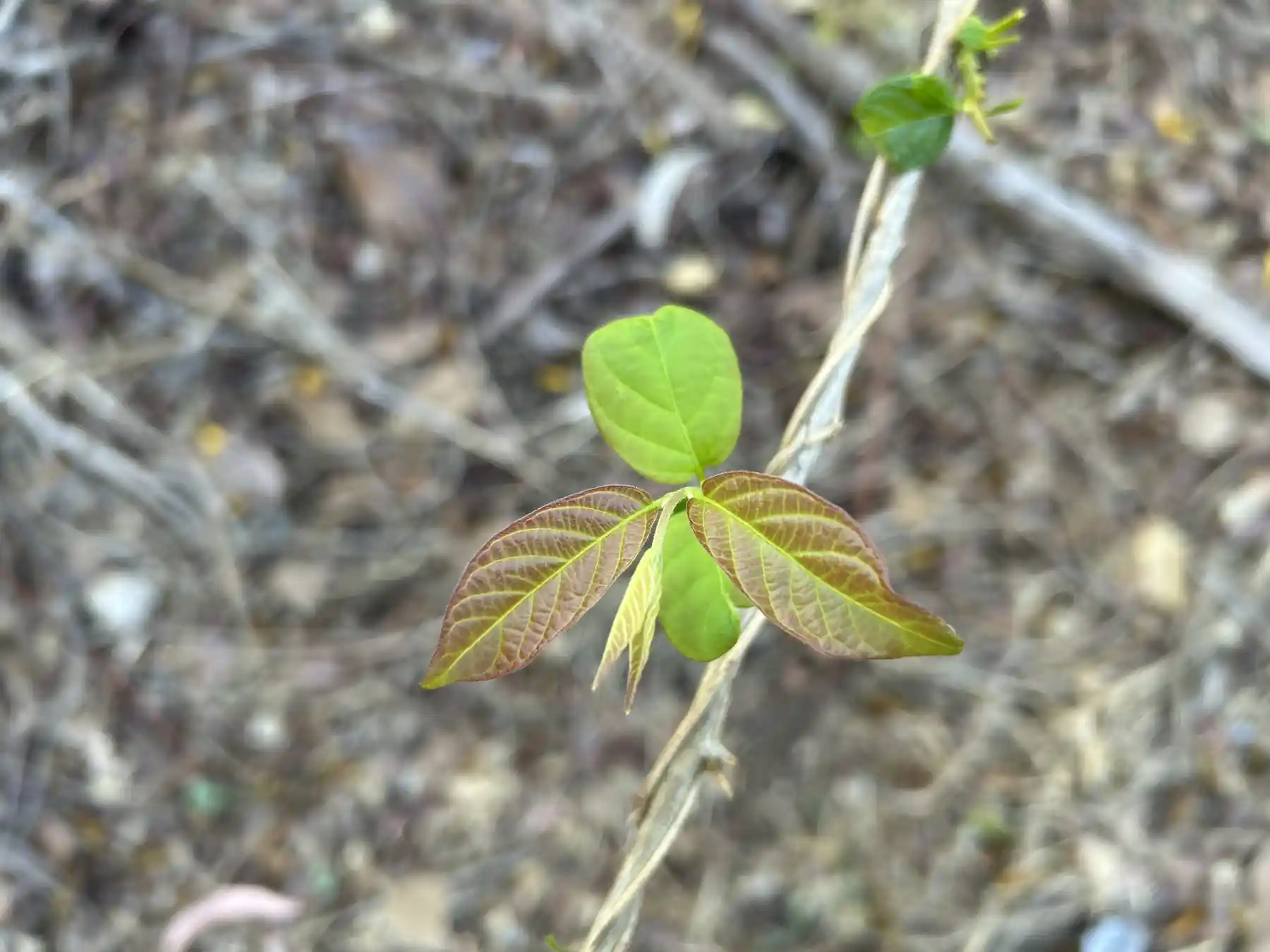Cats claw creeper - young leaves