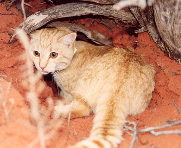 Feral cat | NT.GOV.AU