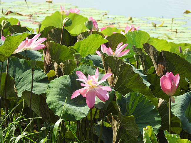Mary River National Park - Lotus lilies