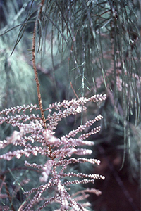 Athel pine - flowers