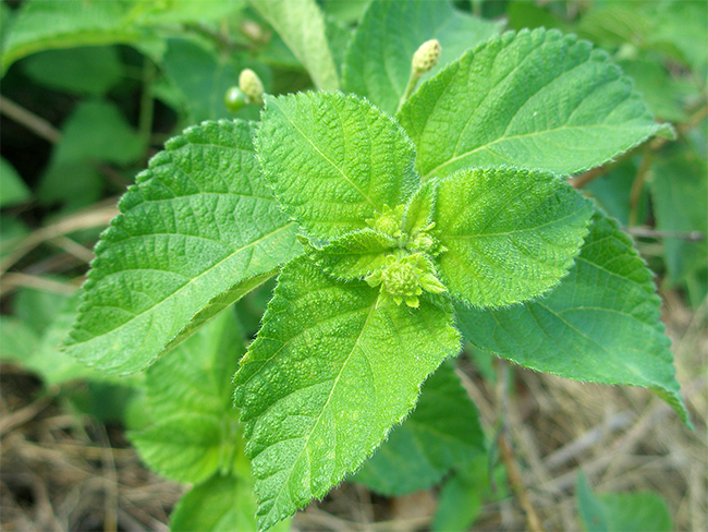 Lantana - leaves (common)