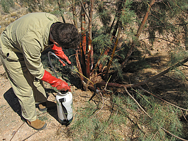Basal bark spraying of athel pine