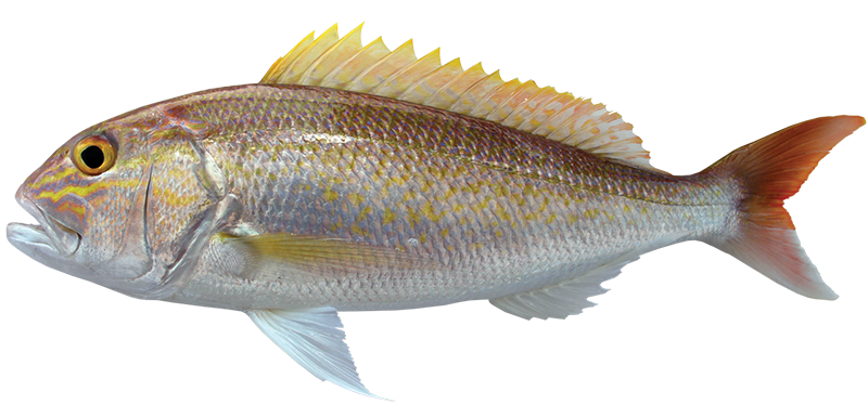 Goldbanded snapper