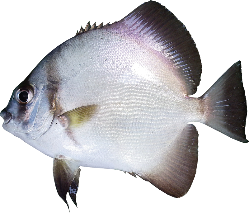 Shortfin batfish