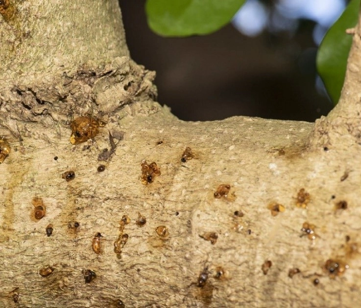 Image of a tree branch with over 30 entrance holes and thick, brown resin and sap coming out of them.