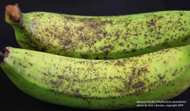 Banana Freckle. Photo by J. Liberato, DPIF