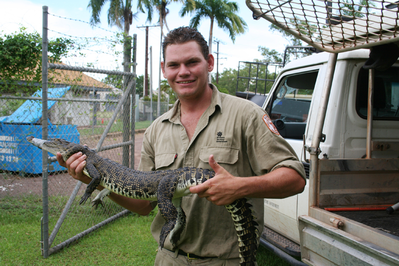 Saltwater crocodile:</br> Ranger Robbie with a juvenile saltwater croc. Saltwater crocs have a broad snout with stout teeth.