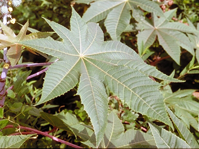 Castor oil plant - leaves
