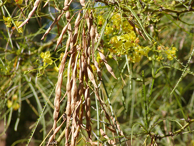 Parkinsonia - fruit and seeds