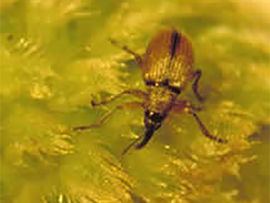 Apion weevil (Coelocephalapion pigrae)