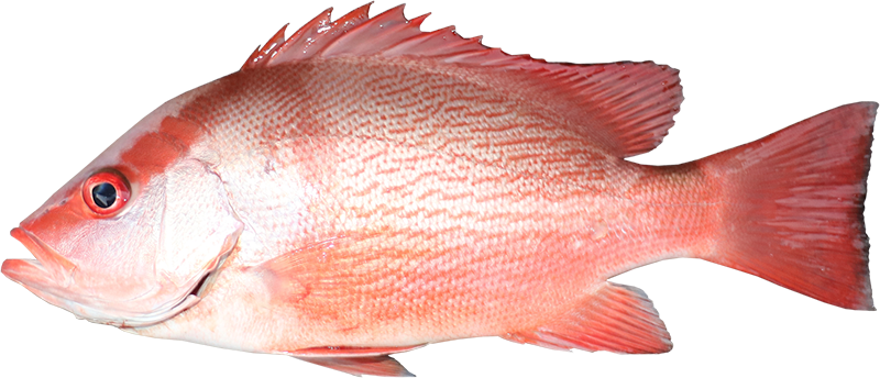 Saddletail snapper