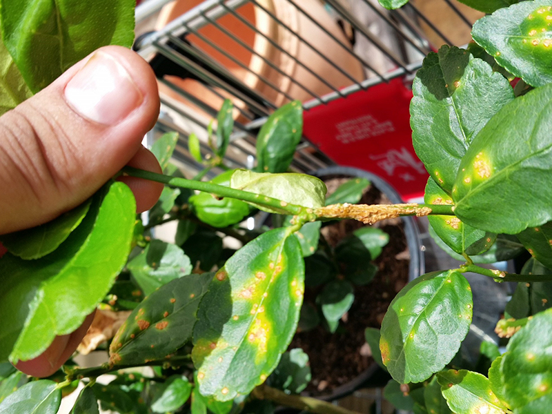 Photo of a plant with symptoms of citrus canker