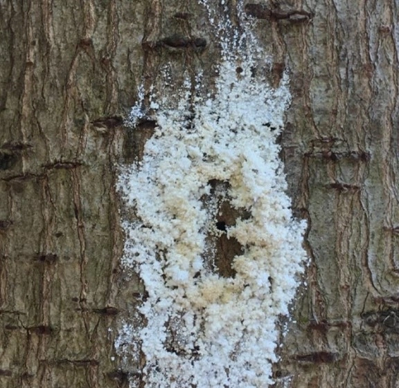 Image of a sugar volcano, with white, crystal-like foam spilling from the beetle entrance holes.