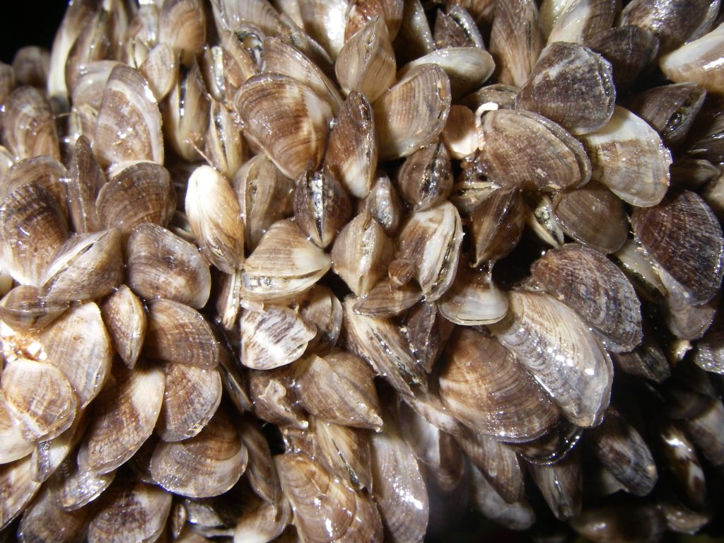 black-striped mussel