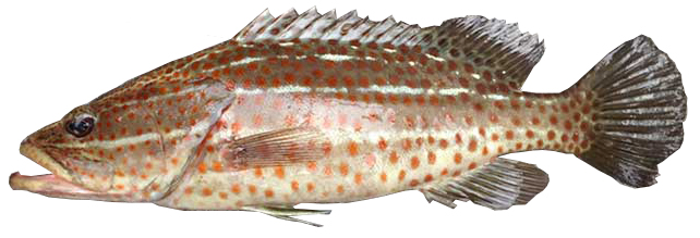 Slender grouper