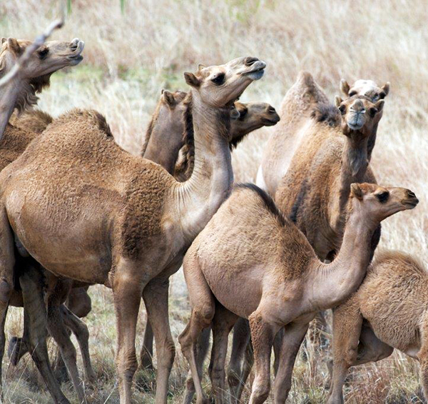 Feral camels