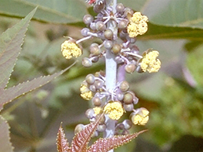 Castor oil plant - flowers