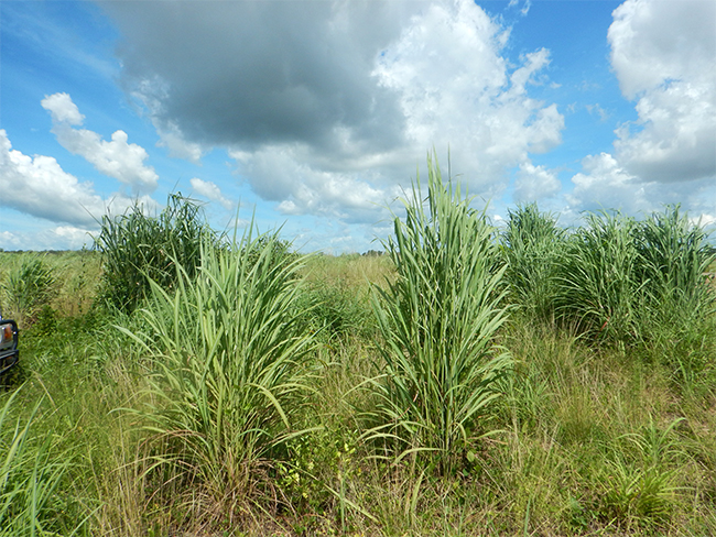 Gamba grass - spread