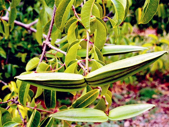 Rubber vine - seed pods (ornamental)