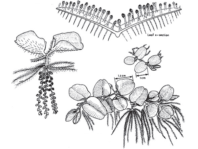 Salvinia | NT.GOV.AU