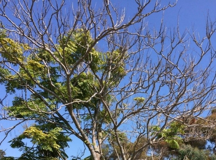Image of tree dieback, showing a tree with green leaves on the left side and dead empty branches on the right.
