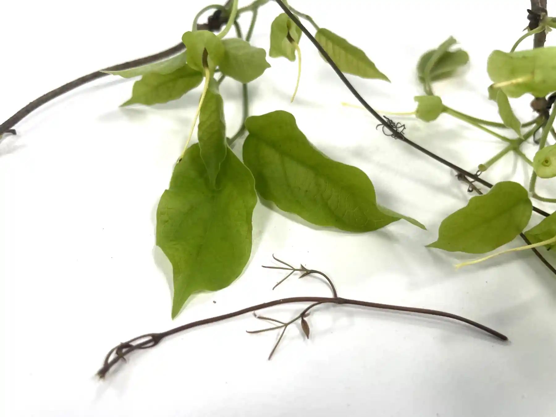 Cats claw creeper - leaves and clawed tendril