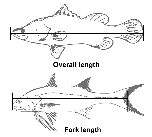Fish measurement length