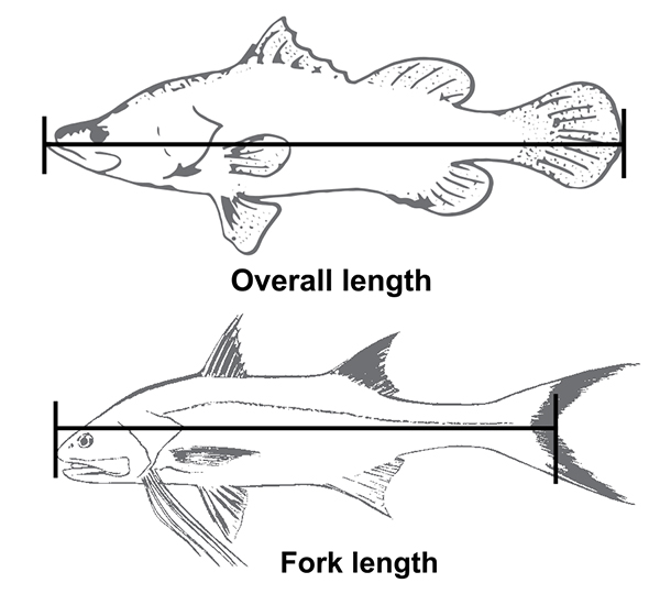 Rules for keeping your catch