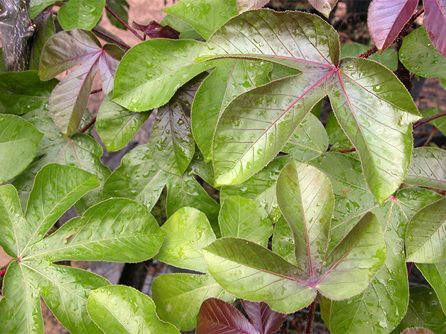 Bellyache bush - leaves