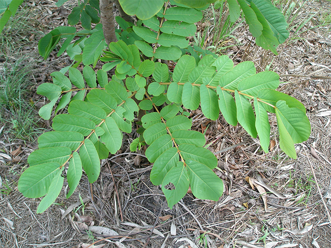 Candle bush | NT.GOV.AU