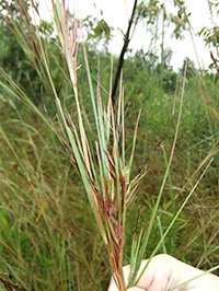 Kangaroo grass (Themeda triandra)